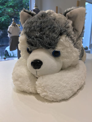 Dog Husky Siberiano Jacob
